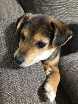 あずき 様のお迎えした子犬