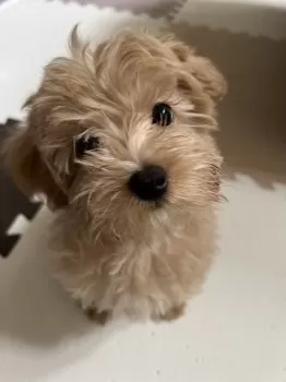 おいら 様のお迎えした子犬
