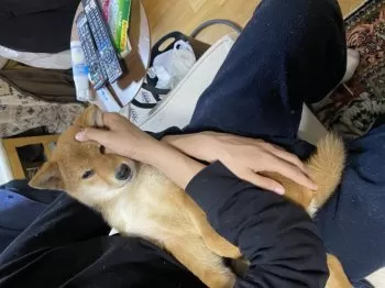 ユナ 様のお迎えした子犬