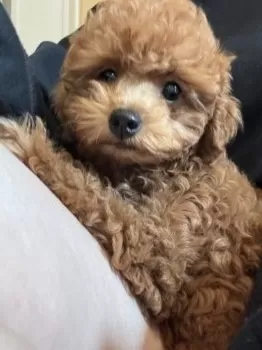 ちゃんみ 様のお迎えした子犬