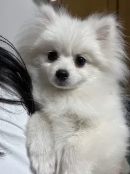 Y.J 様のお迎えした子犬