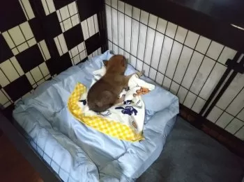 みるく 様のお迎えした子犬