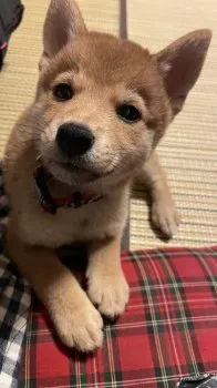 てん 様のお迎えした子犬