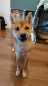 M.I 様のお迎えした子犬