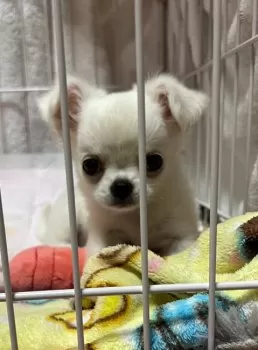 まっきー 様のお迎えした子犬