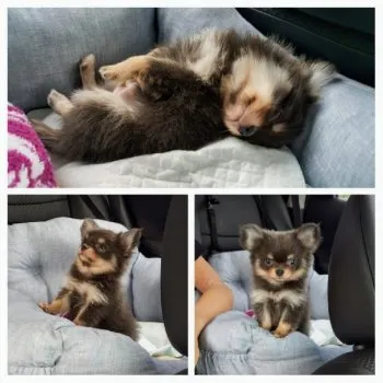 プリマソラ 様のお迎えした子犬