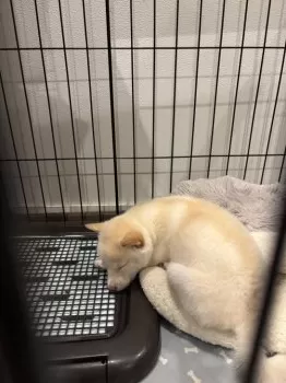 K.M 様のお迎えした子犬