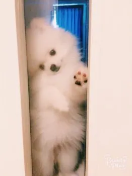 ゆい 様のお迎えした子犬