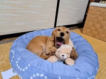 masa 様のお迎えした子犬