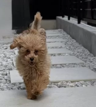 Y.H 様のお迎えした子犬