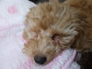 るなな 様のお迎えした子犬
