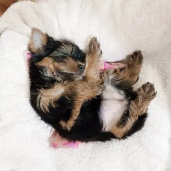 モネ 様のお迎えした子犬