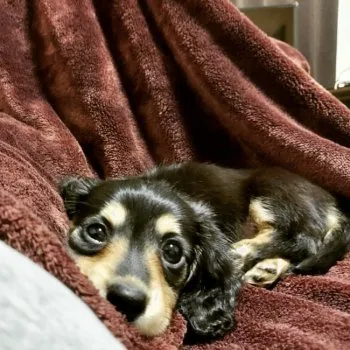 K 様のお迎えした子犬