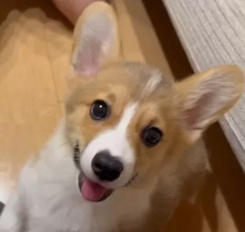 K.K 様のお迎えした子犬