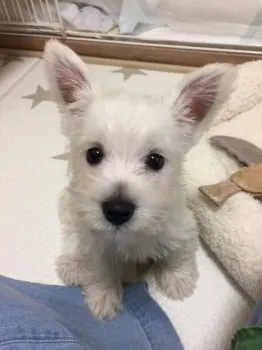 木の葉ママ 様のお迎えした子犬