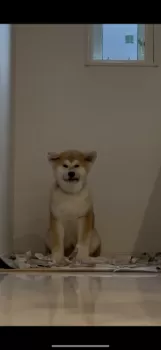 馬驪丸 様のお迎えした子犬