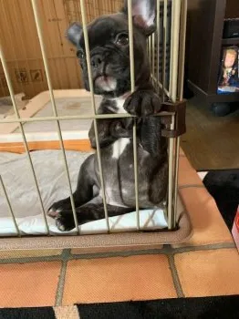 M.O 様のお迎えした子犬