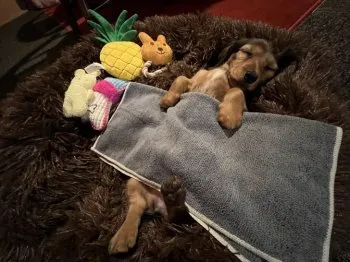 MASA 様のお迎えした子犬