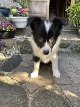 sanae 様のお迎えした子犬