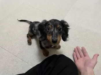niro 様のお迎えした子犬