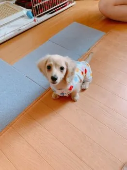 こむぎこ 様のお迎えした子犬