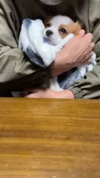 Ｉ.O 様のお迎えした子犬