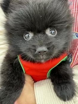 くー 様のお迎えした子犬