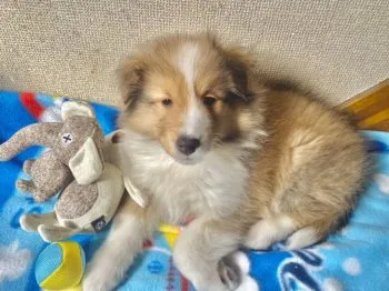 K.M 様のお迎えした子犬
