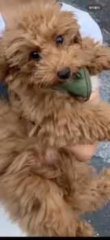 M.K 様のお迎えした子犬