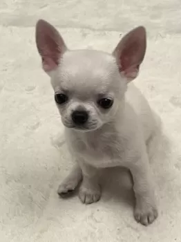 なんくるないさ〜 様のお迎えした子犬