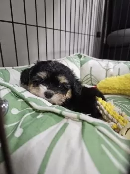 K.S 様のお迎えした子犬