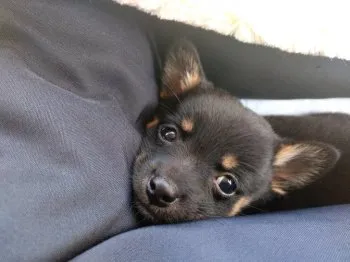 ゆうき 様のお迎えした子犬