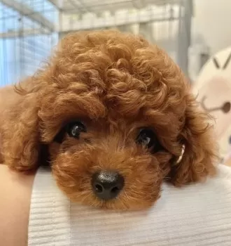 R.N 様のお迎えした子犬