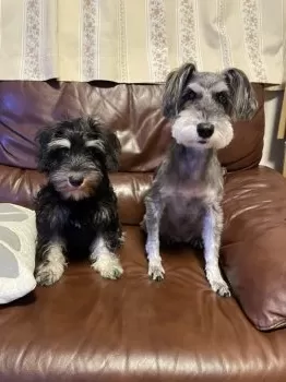 T.S 様のお迎えした子犬