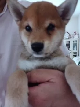 T.O 様のお迎えした子犬