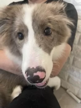 Alvis&Kali 様のお迎えした子犬