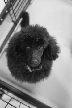まろち。 様のお迎えした子犬