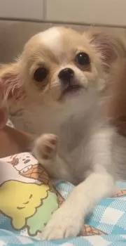 H.M 様のお迎えした子犬