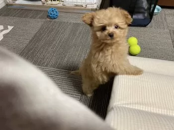 KINGKEN 様のお迎えした子犬