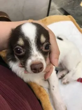 栗のすけ 様のお迎えした子犬