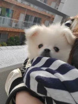しらたま 様のお迎えした子犬