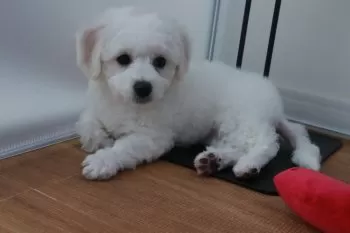 S.Y 様のお迎えした子犬