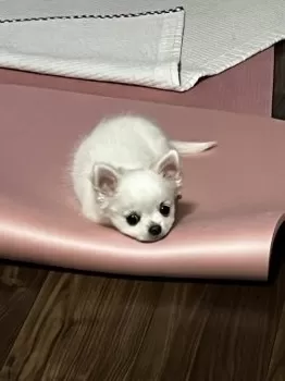 K.H 様のお迎えした子犬