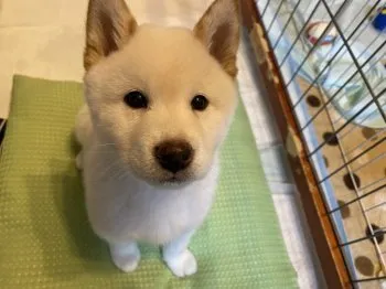 Y.S 様のお迎えした子犬