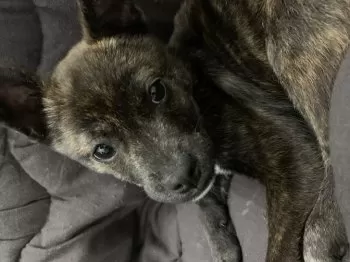 N.I 様のお迎えした子犬