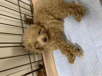 ムツゴロウ一家 様のお迎えした子犬