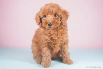 S.O 様のお迎えした子犬