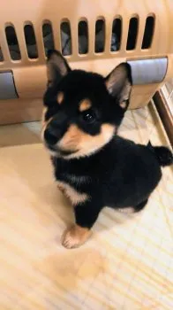 N.T 様のお迎えした子犬