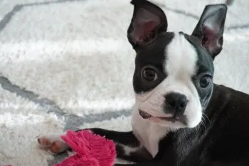 なつみ 様のお迎えした子犬