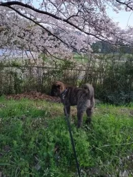 ぐり 様のお迎えした子犬